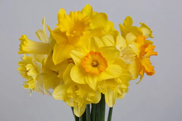 Ramo Narcisos Amarillos Aislados Sobre Fondo Gris —  Fotos de Stock