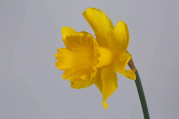 Flor Amarilla Narciso Aislada Sobre Fondo Gris — Foto de Stock