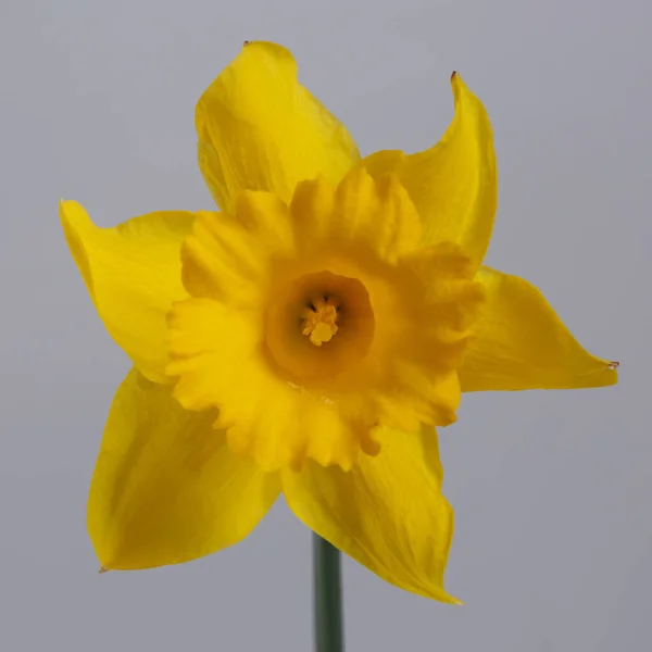 Желтый Цветок Нарцисса Выделен Сером Фоне — стоковое фото