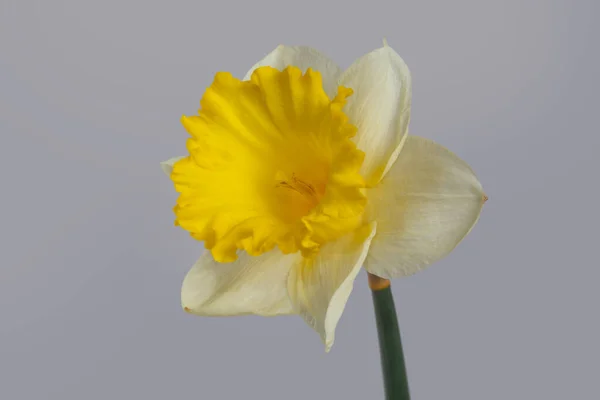 Fehér Sárga Nárcisz Virág Elszigetelt Szürke Alapon — Stock Fotó