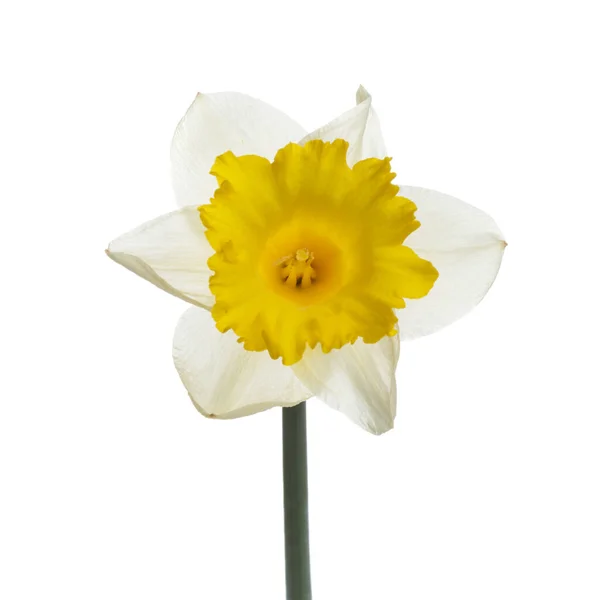Beyaz Arkaplanda Izole Edilmiş Beyaz Sarı Nergis Çiçeği — Stok fotoğraf