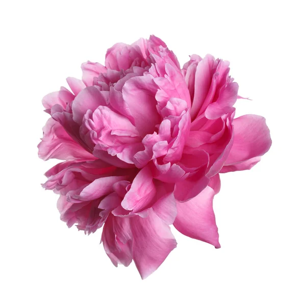 Luminoso Fiore Peonia Rosa Isolato Sfondo Bianco — Foto Stock