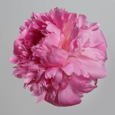 Gri arkaplanda izole edilmiş pembe şakayık çiçeği.