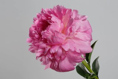 Gri arkaplanda izole edilmiş pembe şakayık çiçeği.