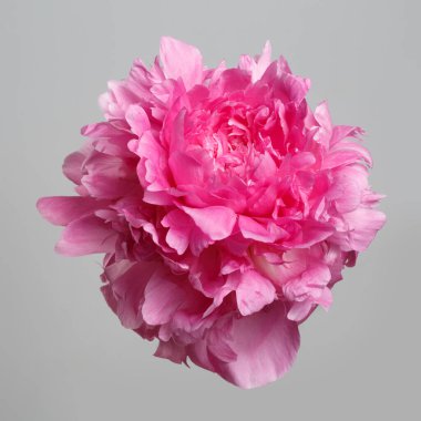 Gri arkaplanda izole edilmiş pembe şakayık çiçeği.