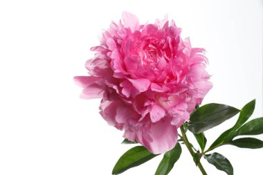 Beyaz arkaplanda izole edilmiş pembe şakayık çiçeği.