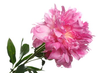 Beyaz arkaplanda izole edilmiş pembe şakayık çiçeği.