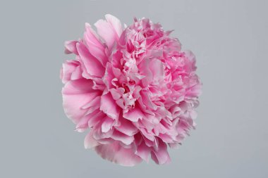 Büyük pembe şakayık çiçeği gri arka planda izole edilmiş..
