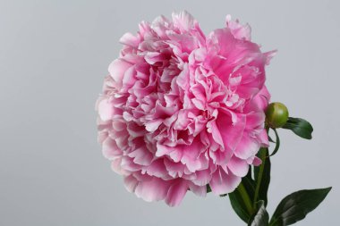 Büyük pembe şakayık çiçeği gri arka planda izole edilmiş..