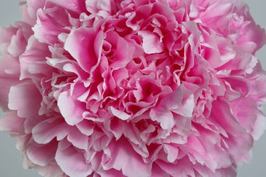 Çiçek soyut arka plan, pembe şakayık çiçeği parçası, makro..