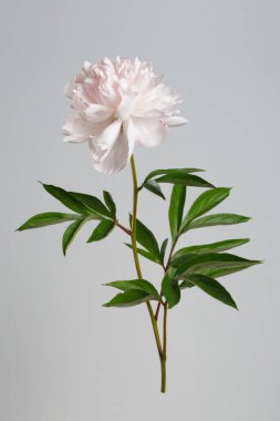 Pastel, gri arka planda izole edilmiş yumuşak pembe şakayık..