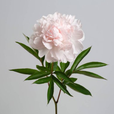 Pastel, gri arka planda izole edilmiş yumuşak pembe şakayık..