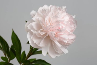 Pastel, gri arka planda izole edilmiş yumuşak pembe şakayık..