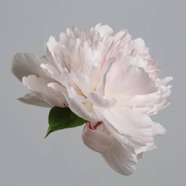 Pastel, gri arka planda izole edilmiş yumuşak pembe şakayık..