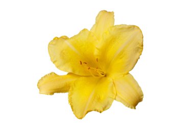 Beyaz arkaplanda izole edilmiş sarı günlük çiçek.