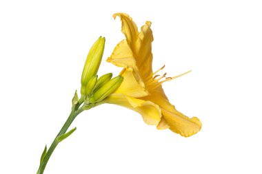 Beyaz arkaplanda izole edilmiş sarı günlük çiçek.