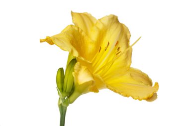 Beyaz arkaplanda izole edilmiş sarı günlük çiçek.