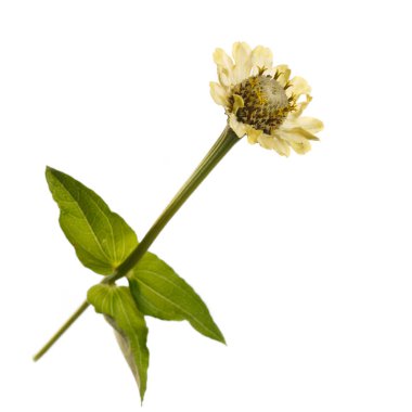 Sarı-yeşil zinnia çiçeği açık beyaz arka planda izole edilmiş..