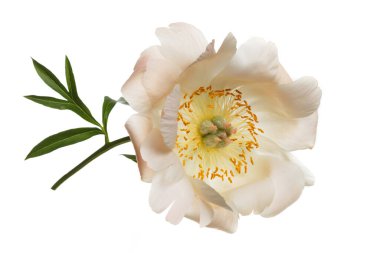 Beyaz arkaplanda yalıtılmış şakayık çiçeği.