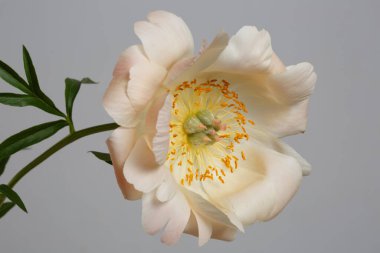 Gri arkaplanda yalıtılmış yumuşak şakayık çiçeği.