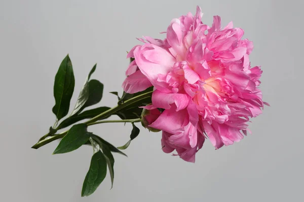 Flor Peonía Rosa Aislada Sobre Fondo Gris — Foto de Stock