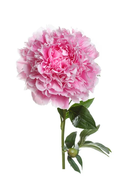 Крупный Розовый Цветок Пиона Изолированный Белом Фоне — стоковое фото