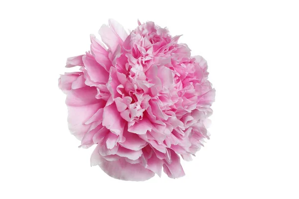 Grande Flor Peônia Rosa Isolada Fundo Branco — Fotografia de Stock