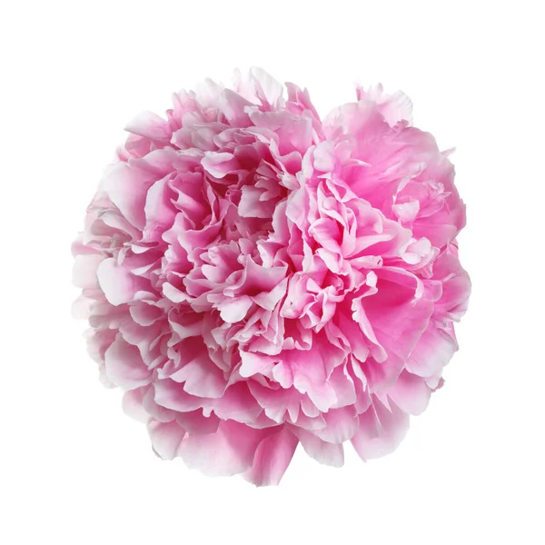 白い背景に孤立した大きなピンク色の牡丹の花 — ストック写真