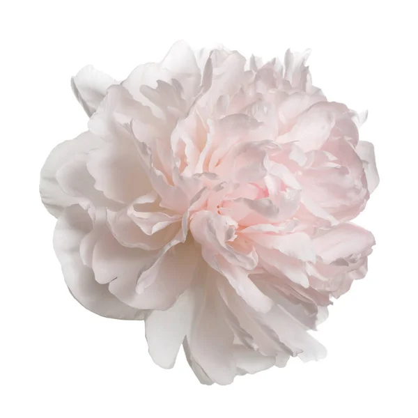 Pastel Peônia Suavemente Rosa Isolado Fundo Branco — Fotografia de Stock