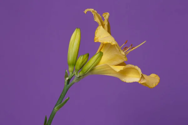 Flor Lirio Amarilla Aislada Sobre Fondo Púrpura — Foto de Stock