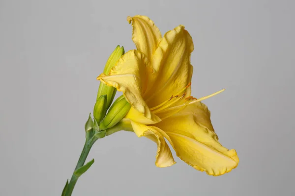 Flor Amarilla Diurna Aislada Sobre Fondo Gris — Foto de Stock