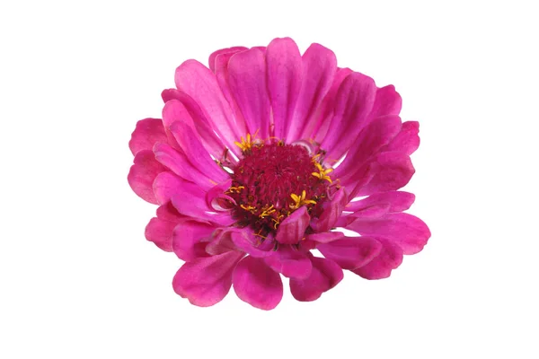 Luminoso Fiore Zinnia Rosa Isolato Sfondo Bianco — Foto Stock