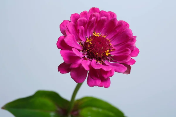 灰色の背景に孤立した明るいピンクジニアの花 — ストック写真