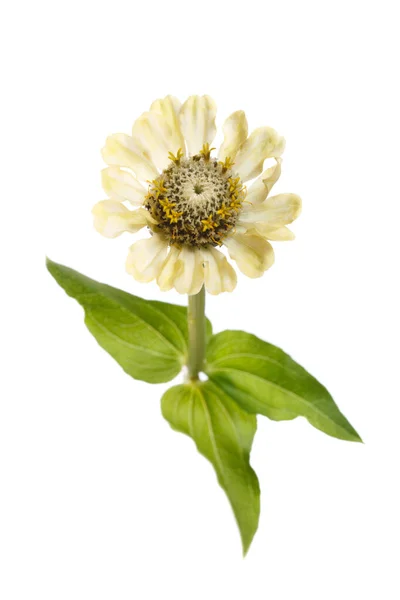 Fleur Zinnia Jaune Vert Isolée Sur Fond Blanc Clair — Photo