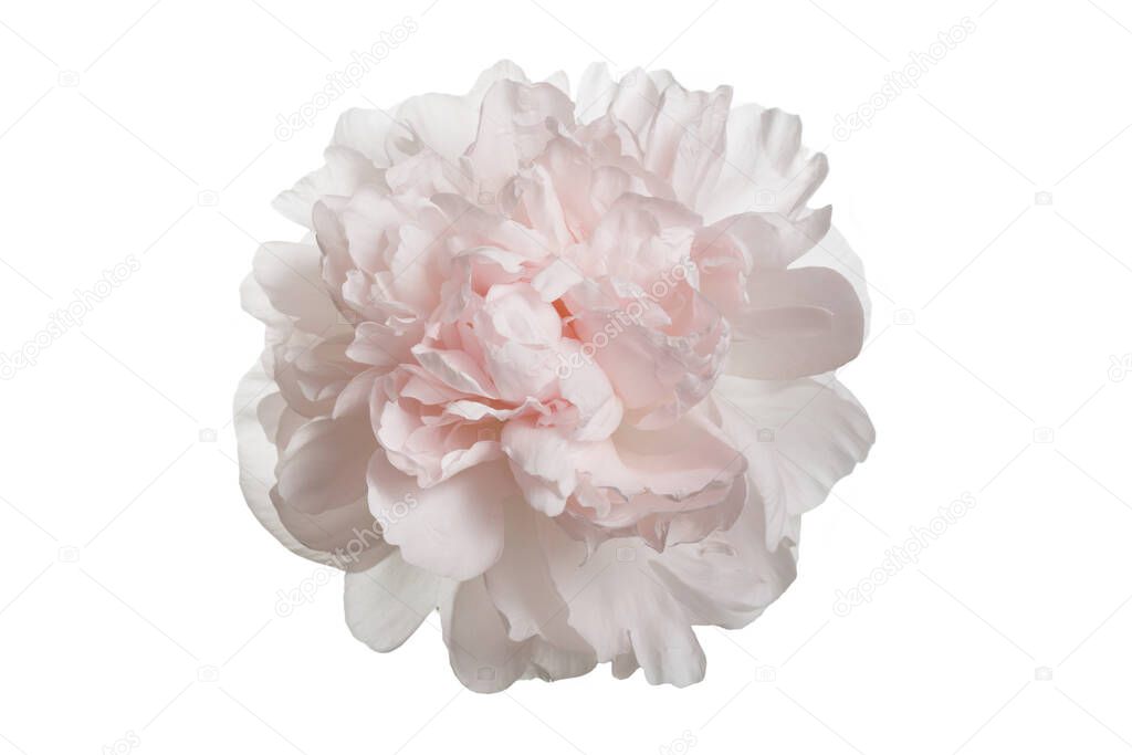 Pastel gently pink peony isolated on a white background.