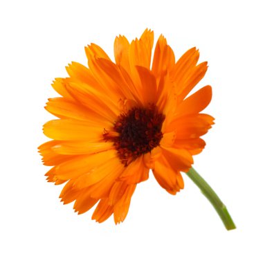 Beyaz arka planda izole edilmiş parlak turuncu takvim çiçeği..