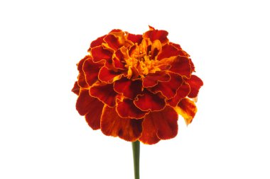 Beyaz arkaplanda koyu kırmızı kadife çiçeği.