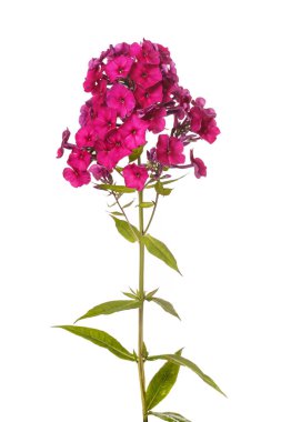 Beyaz arka planda izole edilmiş fenomen koyu pembe..