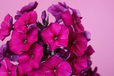 Pembe bir arka planda izole edilmiş koyu pembe rengin bir parçası..