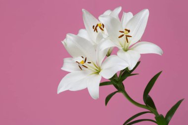 Pembe arka planda izole edilmiş yumuşak beyaz zambaklardan bir dal..