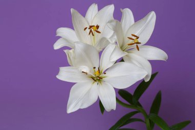 Mor bir arka planda izole edilmiş narin beyaz zambaklar dalı..