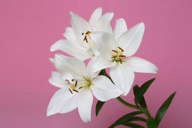 Pembe arka planda izole edilmiş yumuşak beyaz zambaklardan bir dal..