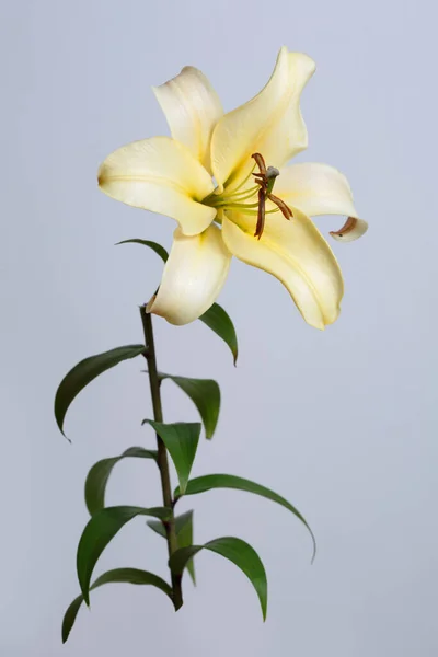 Flor Tierna Lirio Amarillo Aislado Sobre Fondo Gris —  Fotos de Stock