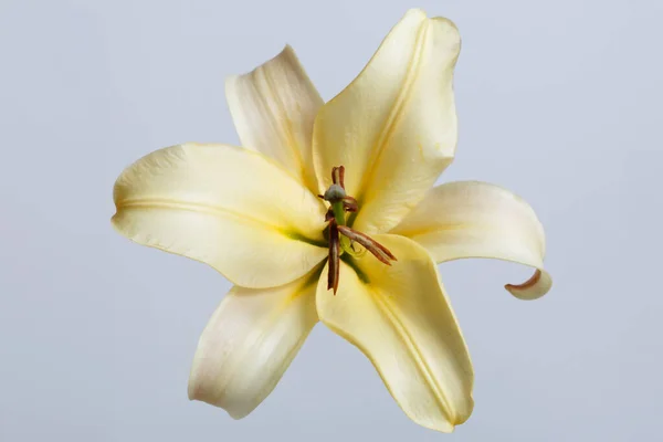 Flor Tierna Lirio Amarillo Aislado Sobre Fondo Gris — Foto de Stock