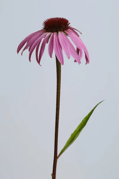 Lilac Flower Echinacea Officinalis Isolated Gray Background — Stock Photo, Image