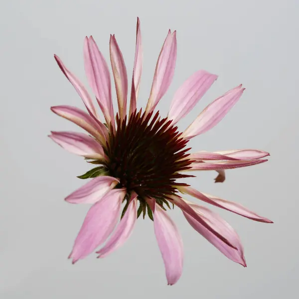 Fleur Lilas Echinacea Officinalis Isolée Sur Fond Gris — Photo