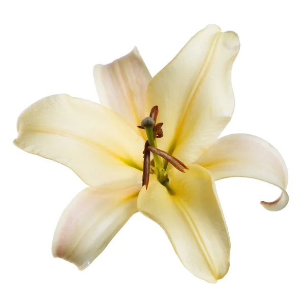 Элегантный Желтый Цветок Лилии Белом Фоне — стоковое фото