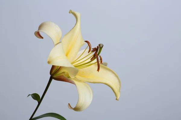 Elegante Gelbe Lilie Blume Isoliert Auf Grauem Hintergrund — Stockfoto