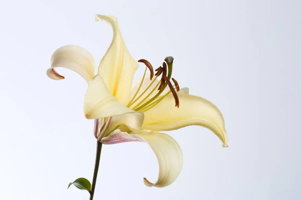 Elegante Flor Lirio Amarillo Aislado Sobre Fondo Gris — Foto de Stock