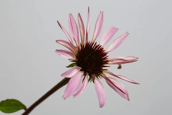 Fleur Lilas Echinacea Officinalis Isolée Sur Fond Gris — Photo